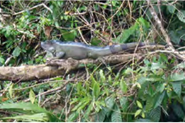 Laboklin: Green iguana in it’s natural habitat