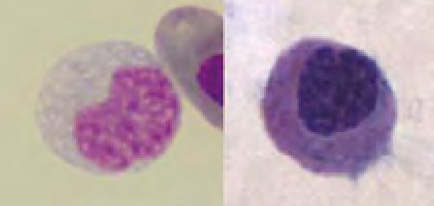 Laboklin: Monocytes; Left: red-eared slider,  Right: Boa constrictor
