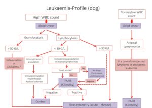 Laboklin: leukaemia profile in dogs