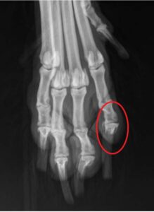 Laboklin: Radiograph of the paw of a standard schnauzer with osteolysis of the distal phalanx of the 2nd toe. Histological examination showed a squamous cell carcinoma
