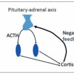 Laboklin: Pituitary-adrenal axis