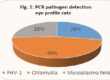Laboklin: PCR pathogen detection eye profile cats