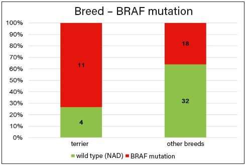 Laboklin: Correlation between BRAF mutation and dog breed. Terriers were significantly more likely to show BRAF mutation in transitional cell carcinoma than other breeds.