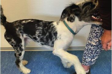 Laboklin: "Game or aggression"?