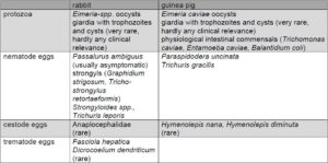 Laboklin: Endoparasites in rabbits and guinea pigs
