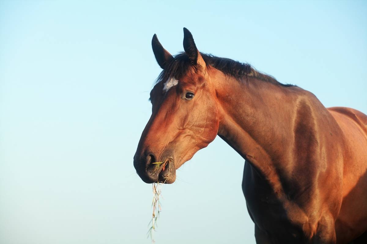 Digestive disorders in horses