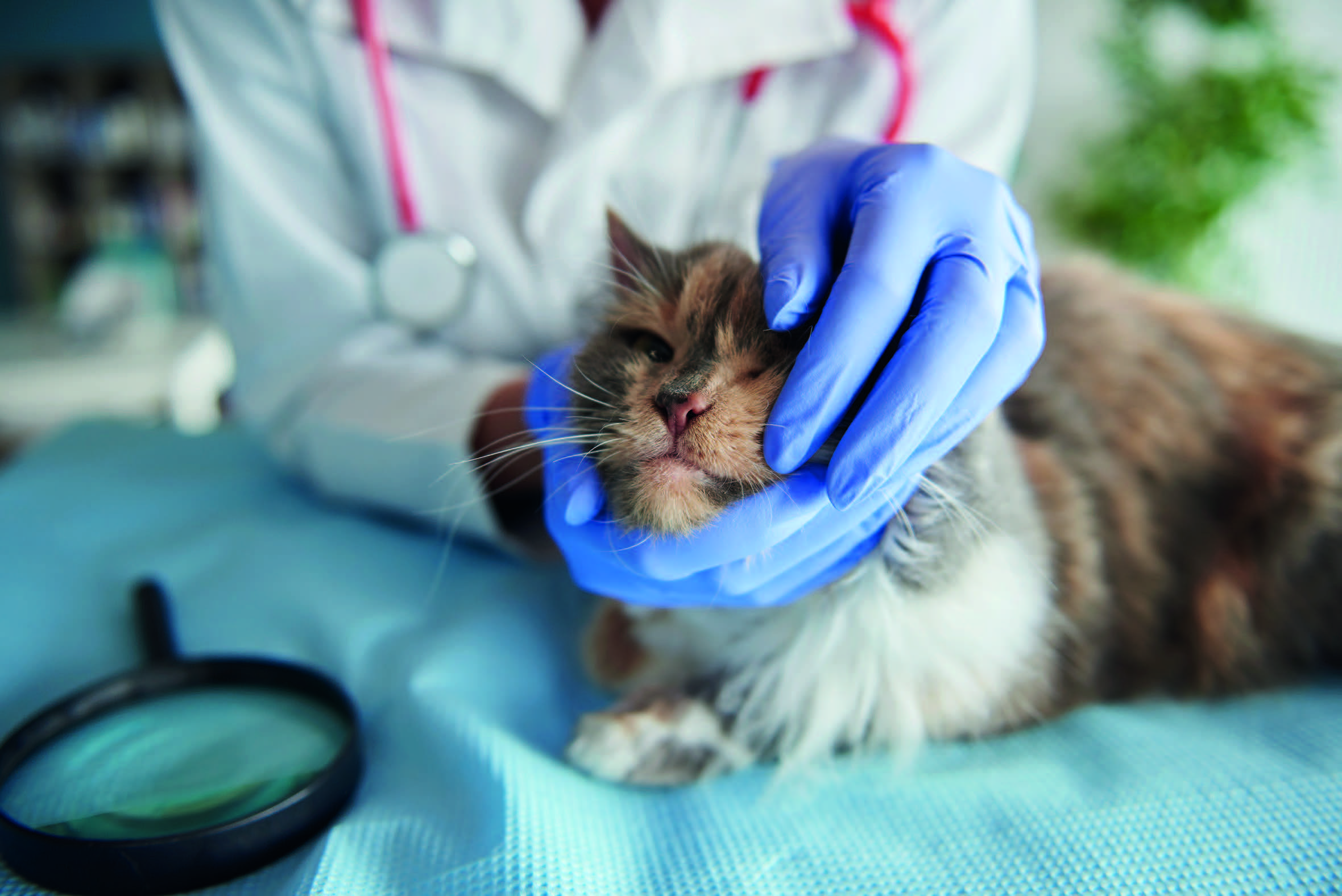 Natural Treatment For Feline Respiratory Illness