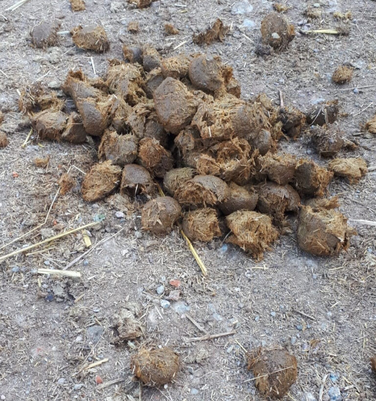 Digestive disorders in horses