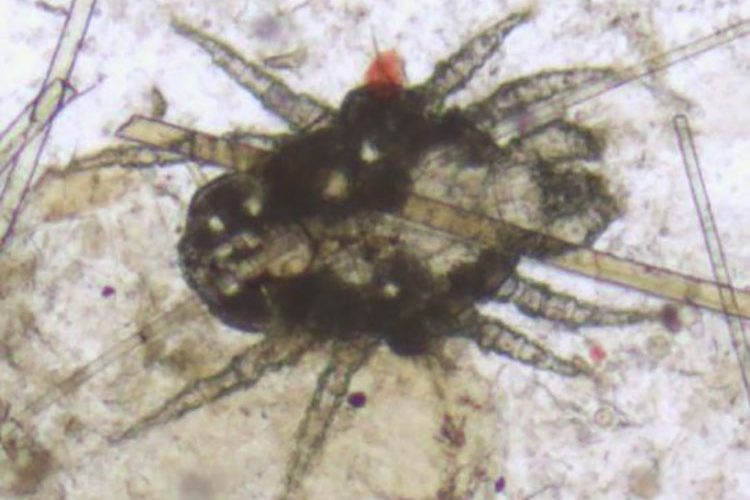 Laboklin: Fur mite (Cheyletiella spp.); Cheyletiella live on the skin surface and feed on tissue fluids. The entire life cycle takes place on the host, so the eggs of the mites can also be found on the hair.