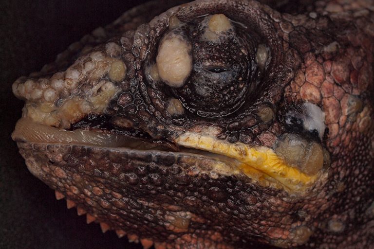 Laboklin: Panther chameleon (Furcifer pardalis), multiple papillomas.