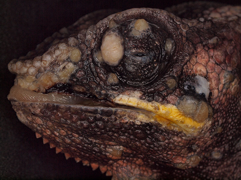 Laboklin: Panther chameleon (Furcifer pardalis), multiple papillomas.