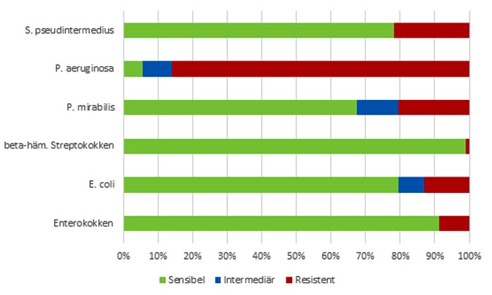 Laboklin: Percentage of the most frequently detected bacteria classified as sensitive/intermediate/resistant to chloramphenicol (florfenicol)