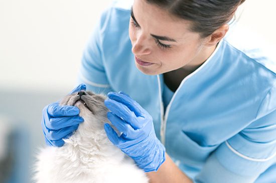 LABOKLIN_Tieraerztin_01