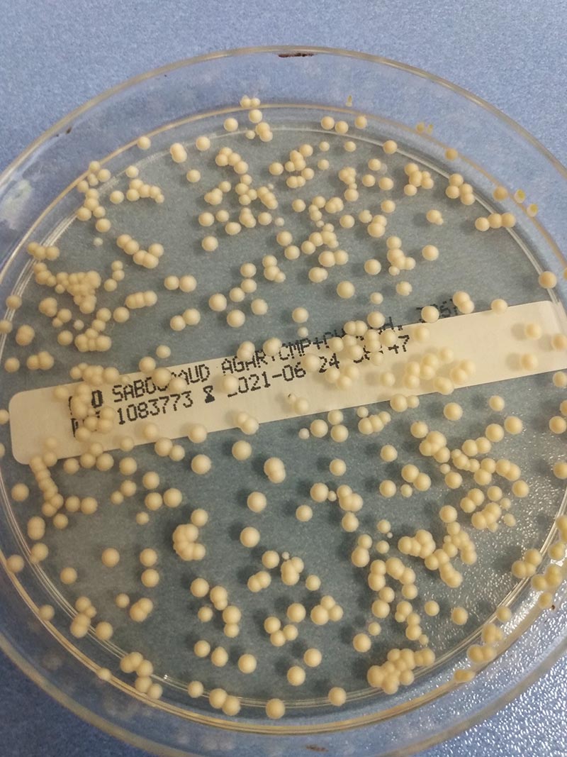 Laboklin: Malassezia colonies on Sabouraud chloramphenicol cycloheximide agar