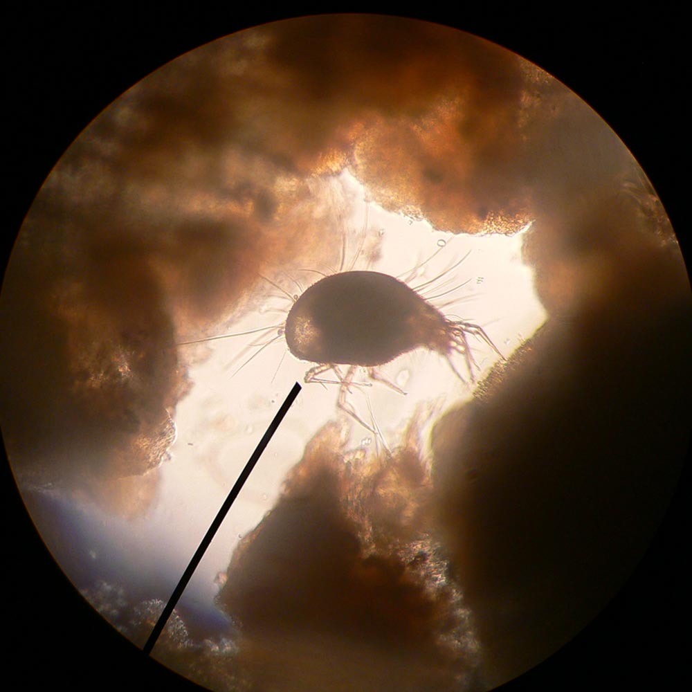 Laboklin: Microscopic image of a storage mite