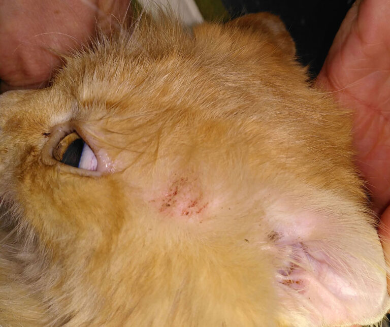 Alopecia in cats