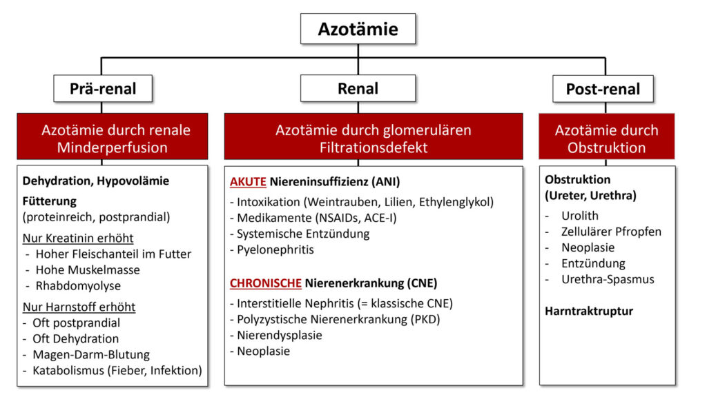Laboklin: Differential diagnoses for azotaemia