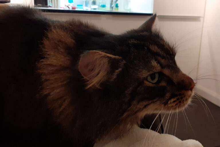 Abb. 1: Typisch gestreckte Kopf-Hals-Haltung einer hustenden Katze