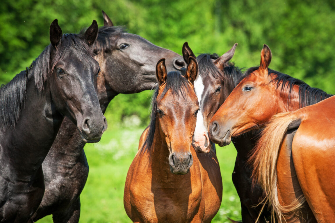 LABOKLIN Horse - LABOKLIN Europe