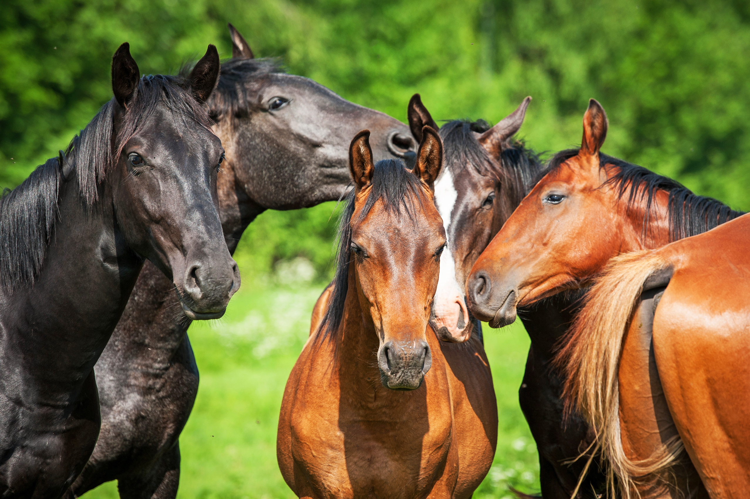 Bastard Strangles In Horses