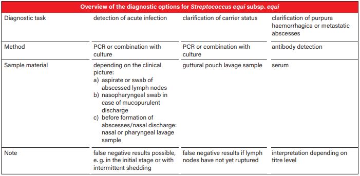 Laboklin: Overview of the diagnostic options for Streptococcus equi subsp. equi