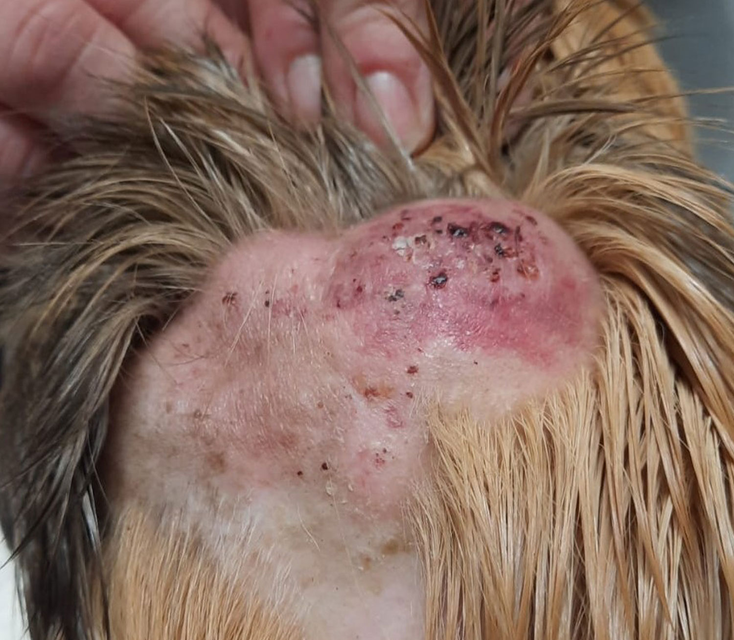 Laboklin: Guinea pig: cutaneous epitheliotropic lymphoma