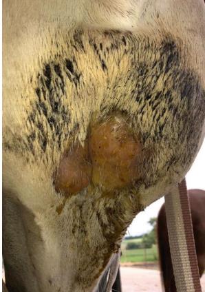 Laboklin: Linfonodi mandibolari ingrossati e infiammati, con sospetto di formazione di un ascesso in un cavallo. In questi casi, la determinazione delle proteine di fase acuta (SAA) può essere utile come fonte di valutazione più accurata.