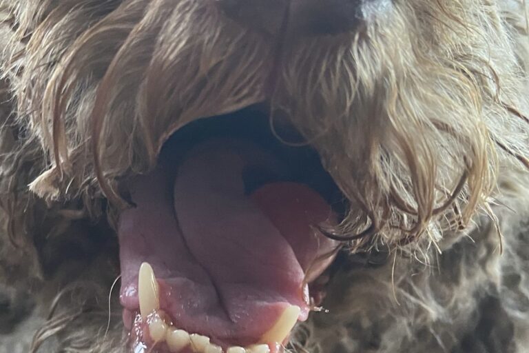 Laboklin: Diagnostic issue: inflammation? – APP (acute-phase proteins) help to make a diagnosis .