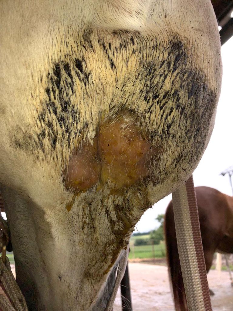 Laboklin: Inflammatory enlarged mandibular lymph nodes with suspected abscessformation in a horse. Here, determination of acute-phase proteins (SAA) can be helpful for a more accurate assessment