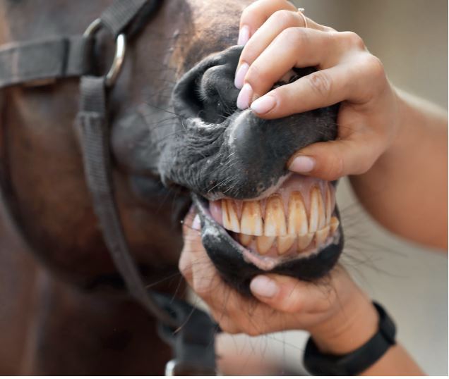 Laboklin: Icteric mucosa of a horse with hepatic disease