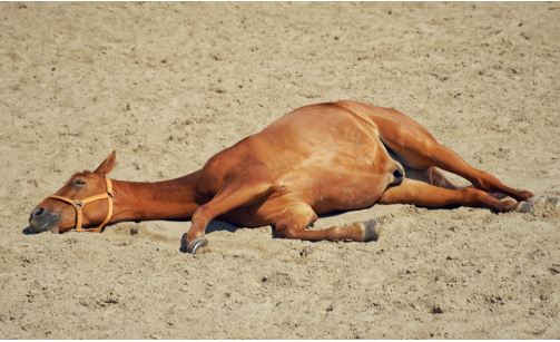 Laboklin: Possible sign of acute serum hepatitis: recumbency in a horse