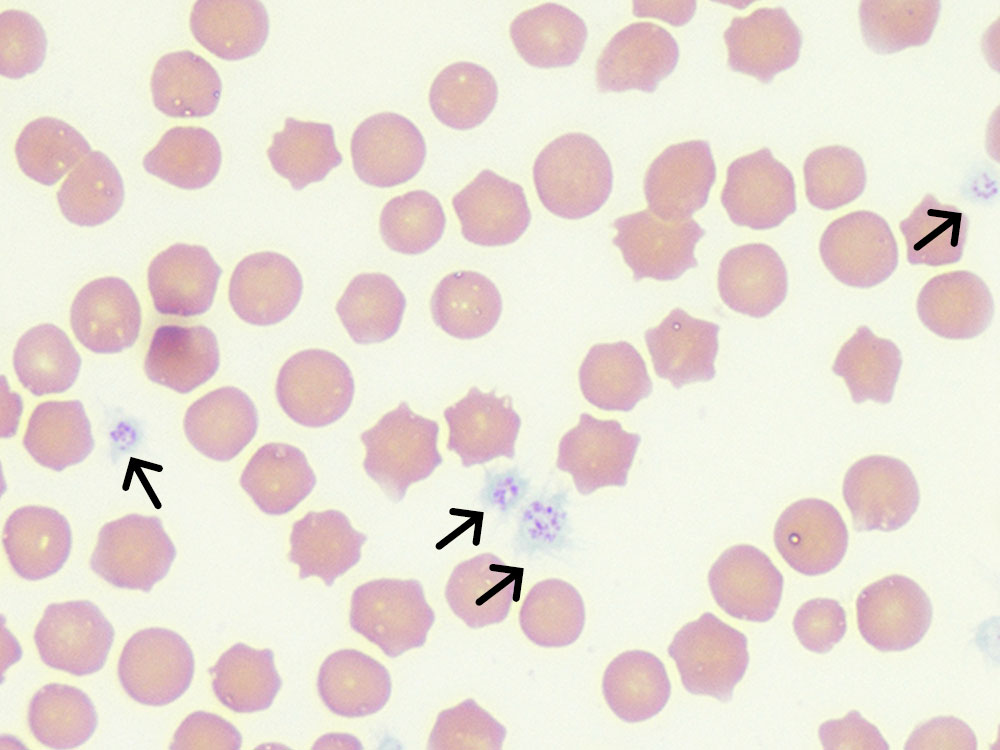 Laboklin: Erythrocytes and platelets (black arrow), Giemsa stain, 1000x magnification, immersion oil