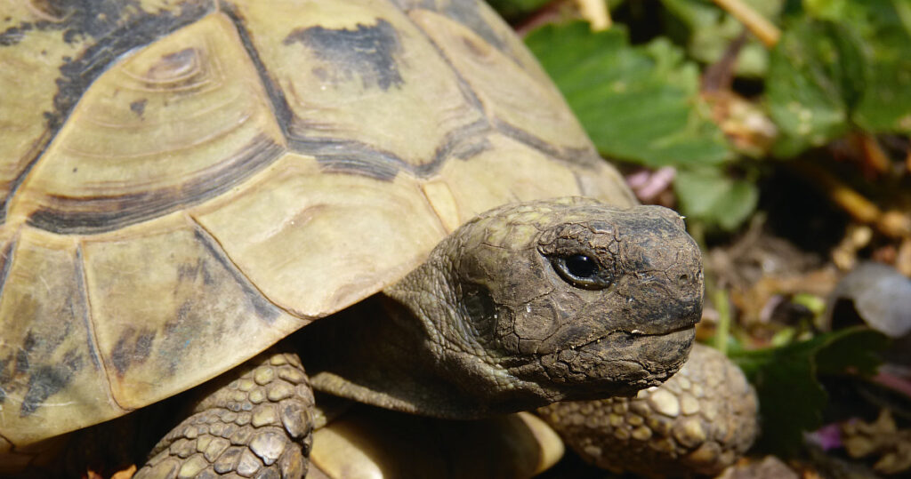 Laboklin: Hermann’s tortoise (Testudo hermanni)