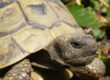 Laboklin: Hermann’s tortoise (Testudo hermanni) 