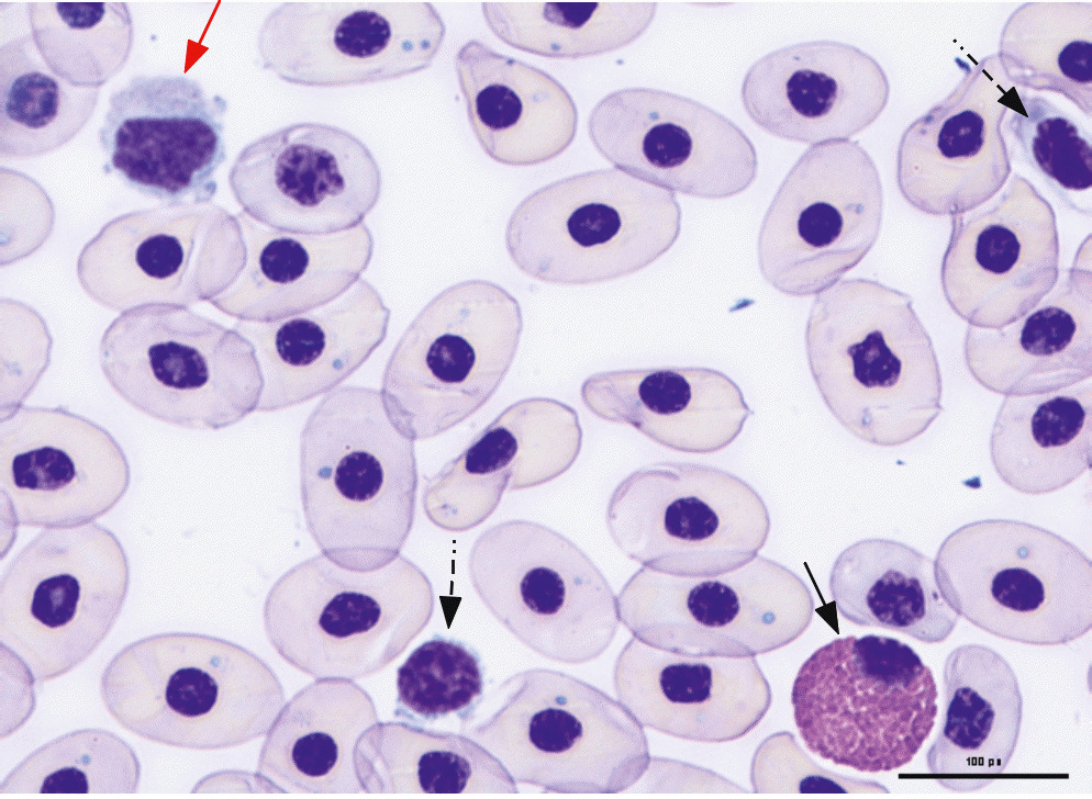 Laboklin: Striscio di sangue di un cursore dalle orecchie rosse (Trachemys scripta elegans). Sono visibili un linfocita (freccia rossa), un granulocita eosinofilo (freccia nera), due piastrine (freccia nera tratteggiata) e alcuni artefatti di colorazione negli eritrociti.