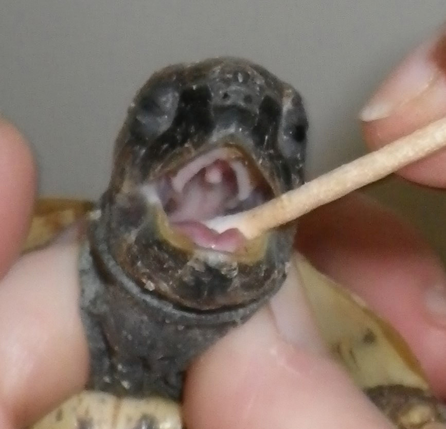 Laboklin: Campionamento con tampone faringeo in una tartaruga di Hermann (Testudo hermanni)