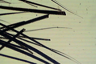 Laboklin: Tapered hairs and broken hairs are evidence of licking