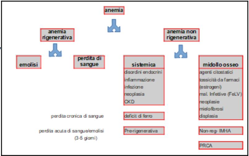 Laboklin: Elaborazione schematica dell'anemia. NOTA BENE: l'emolisi molto precoce potrebbe non essere ancora o essere solo leggermente rigenerativa (il midollo osseo ha bisogno di alcuni giorni per reagire). Inoltre, esistono forme non rigenerative di IMHA (formazione di anticorpi contro i precursori degli eritrociti).