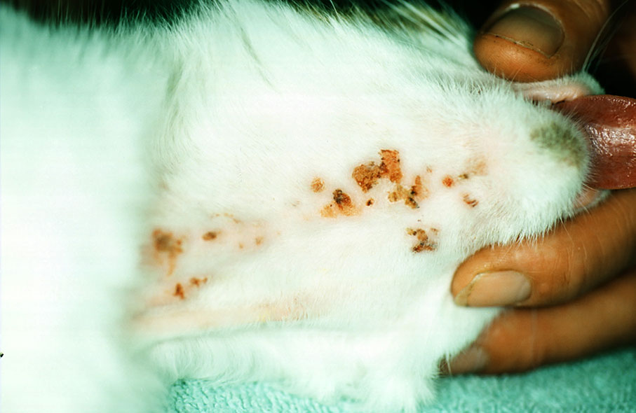 Laboklin: Miliary Dermatitis