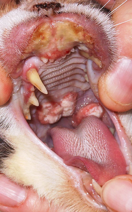Laboklin: Eosinophilic ulcer and pharyngeal granuloma
