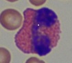 Laboklin: "Eosinophil granulocyte"
