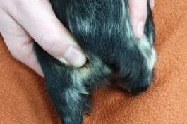 Laboklin: Vena Saphena lateralis caudally on the lower limb