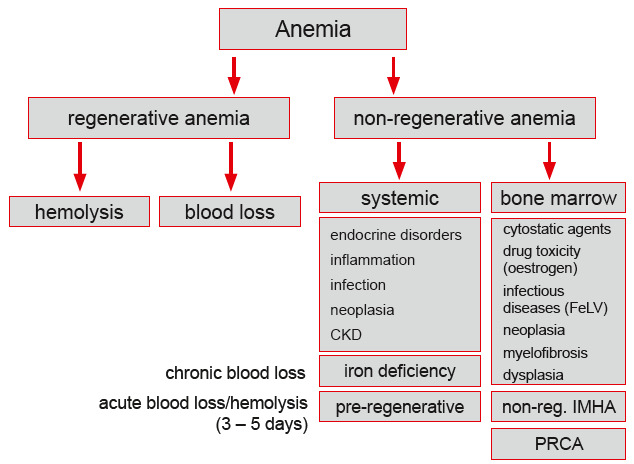 Laboklin: Schematic work-up of anemia.PLEASE NOTE: Very early hemolysis may not yet or only slightly be regenerative(bone marrow needs a few days to react). In addition, there are non-regenerative forms of IMHA (formation of antibodies against erythrocyte precursors).