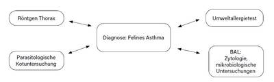 Laboklin: Diagnostic tests in feline asthma