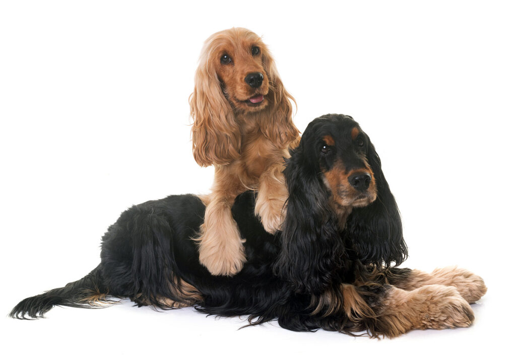 Laboklin: Cocker Spaniels are among the breeds predisposed to IMHA