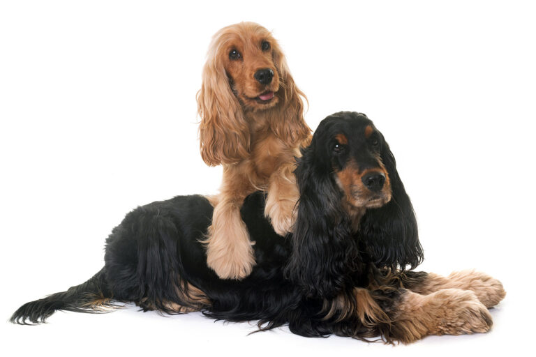 Cocker Spaniels are among the breeds predisposed to IMHA. | Picture credits: envatoelements