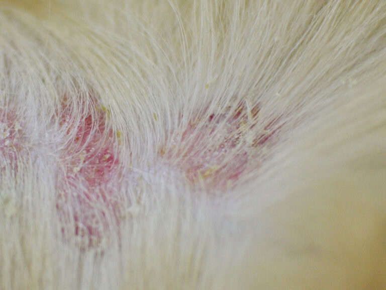 Clinical presentations of pyoderma in dogs