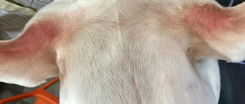 Laboklin: Eritema a livello dell’ascella in un cane con dermatite atopica
