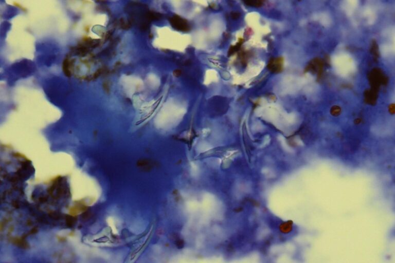 Laboklin: Liver puncture with Echinococcus hooks