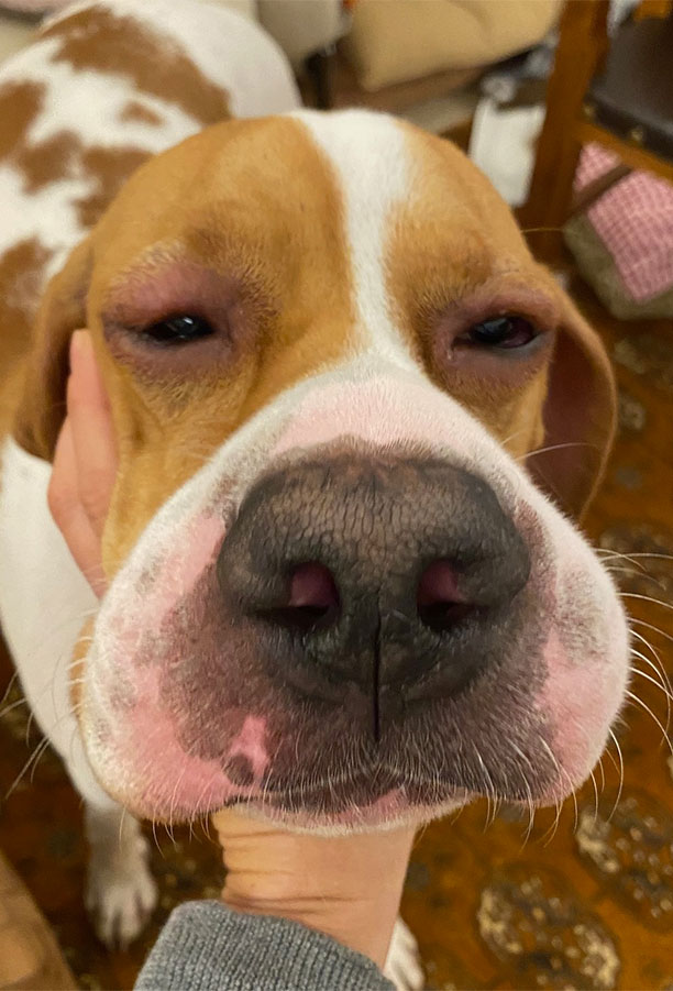 Angioedema in the face of a dog